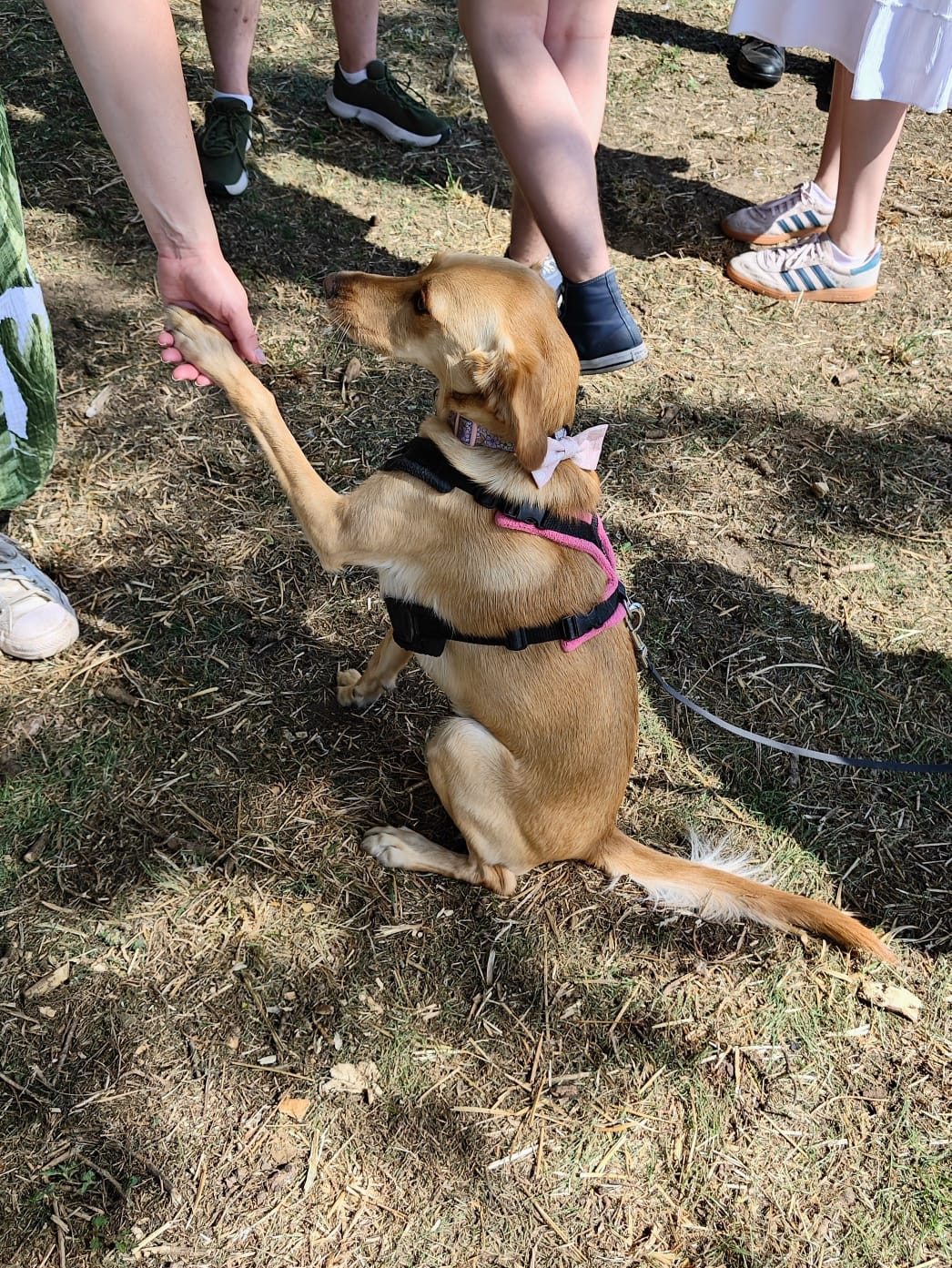 Dog show 1