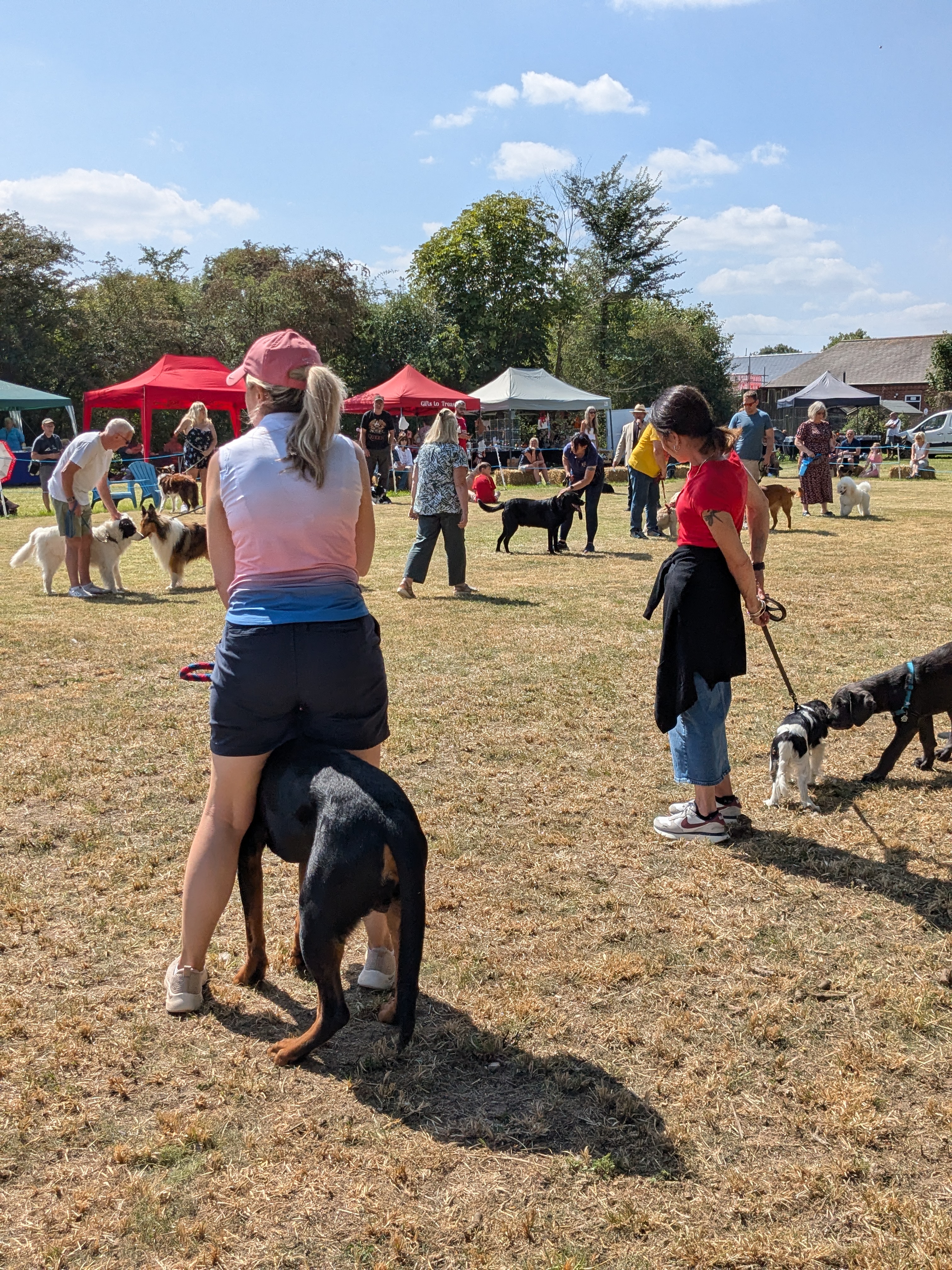 Dog show 2